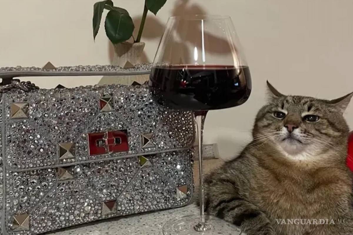 La historia del gato Tiktoker que tuvo que huir de Ucrania tras invasión rusa