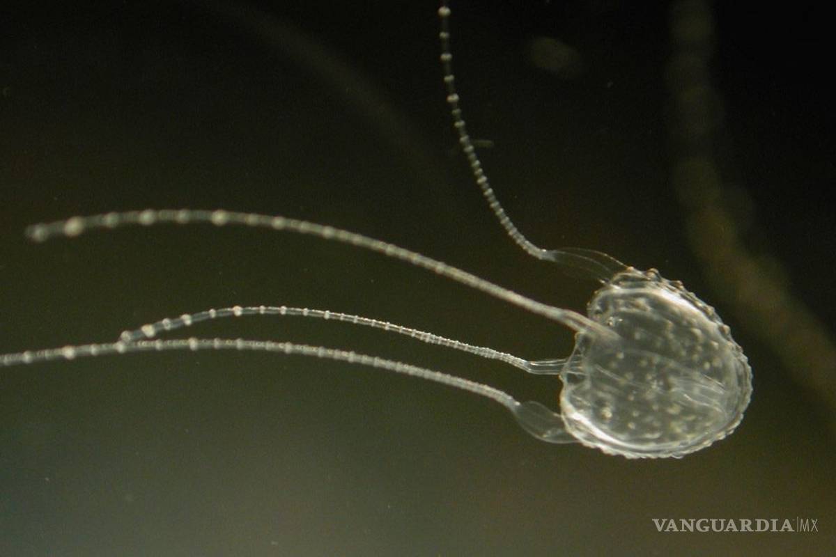Descubren una medusa altamente venenosa cerca de la costa de Australia