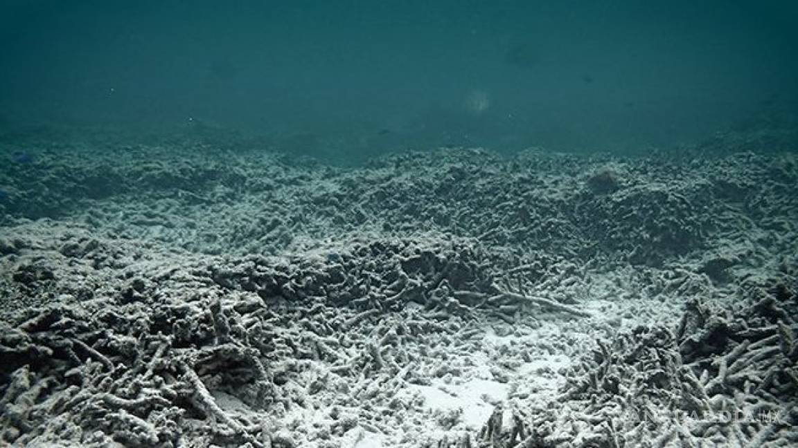 Zonas muertas del océano proliferan como consecuencia del uso de agroquímicos