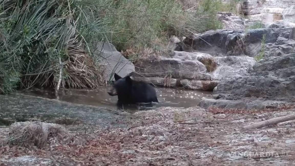 Oso es captado en video mientras se refresca en las aguas de la sierra de Arteaga, Coahuila