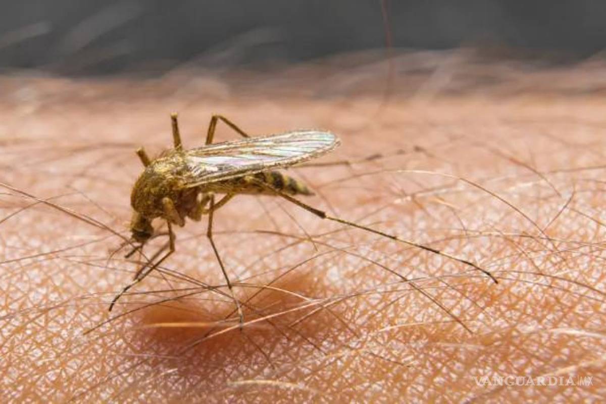 La OMS expresa su preocupación por la propagación del virus chikungunya