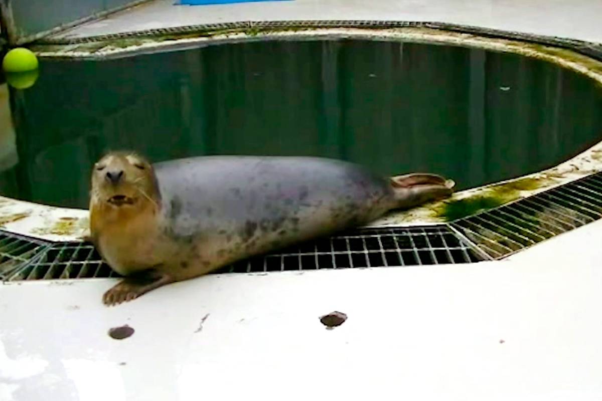 Focas son capaces de imitar los sonidos de palabras y de canciones sencillas