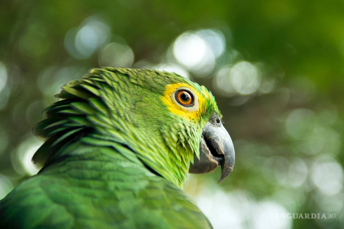 Hombre se vuelve viral al comprar una jaula repleta de pericos y dejarlos libres