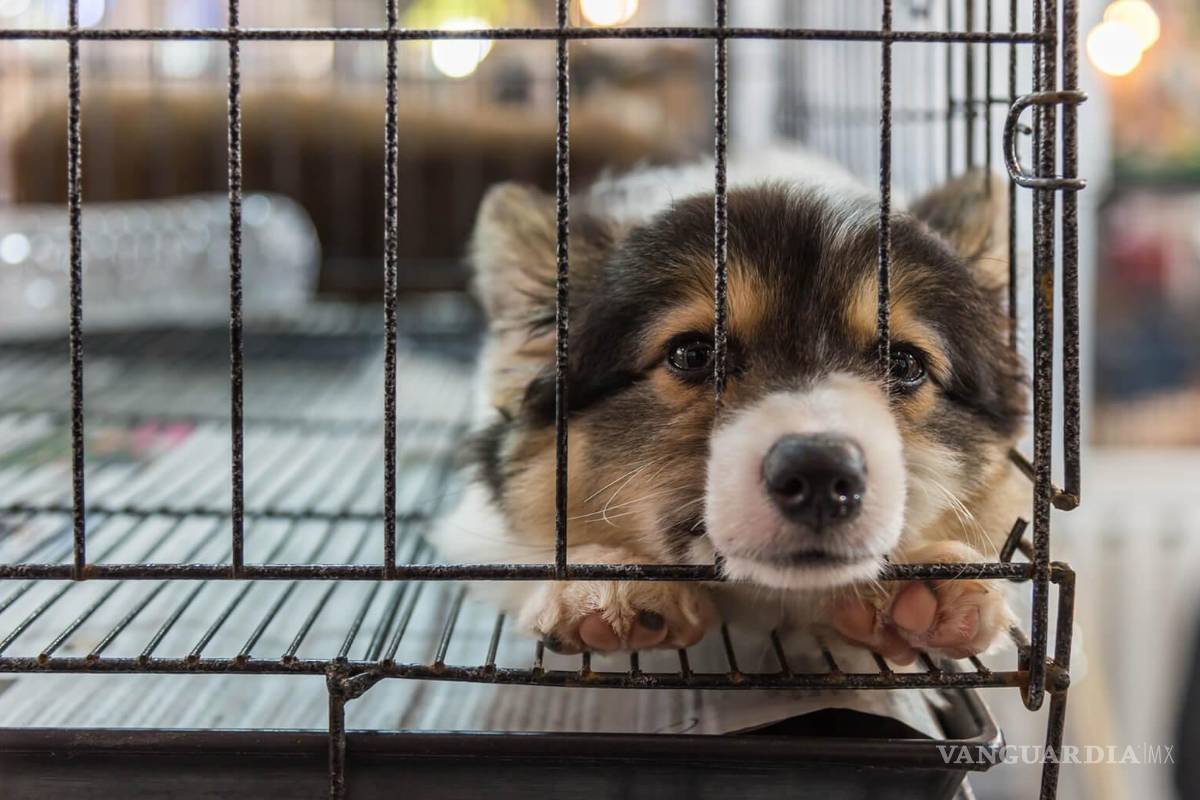 En Nuevo León prohíben vender perros y gatos de criadero