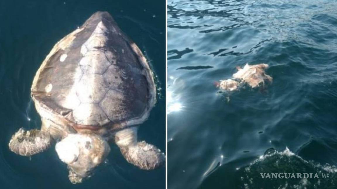 Más de cien tortugas muertas encontradas en playas de Guerrero