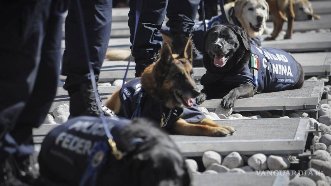 Se jubilan 28 perros de la Policía Federal, los darán en adopción