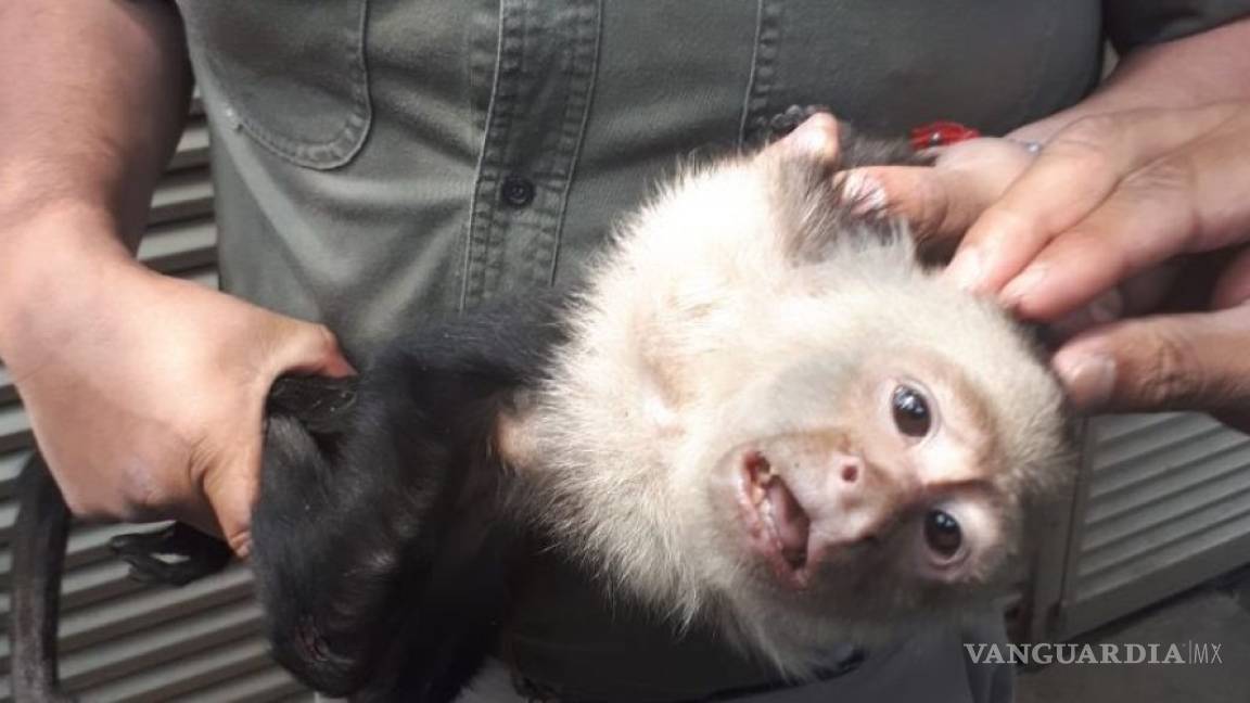 Capturan al mono capuchino perdido en Las Lomas de CDMX