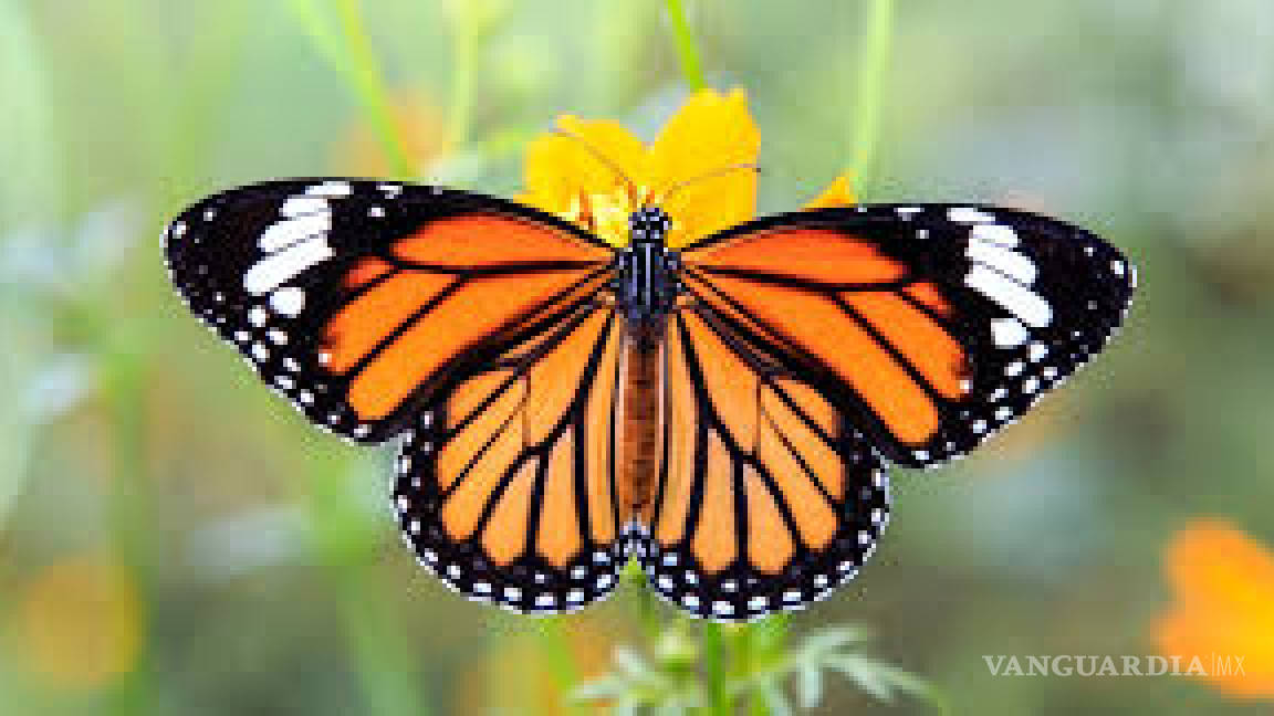 Antes eran millones... ahora sólo 30 mil mariposas Monarca llegan a Estados Unidos