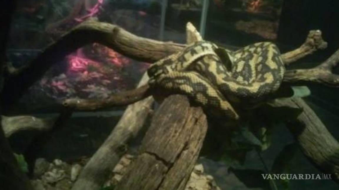 Profepa asegura 62 reptiles en Six Flags por no acreditar su procedencia legal