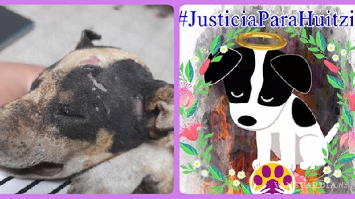 Jovencitos quemaron vivo 'por diversión' a un cachorro en Guanajuato