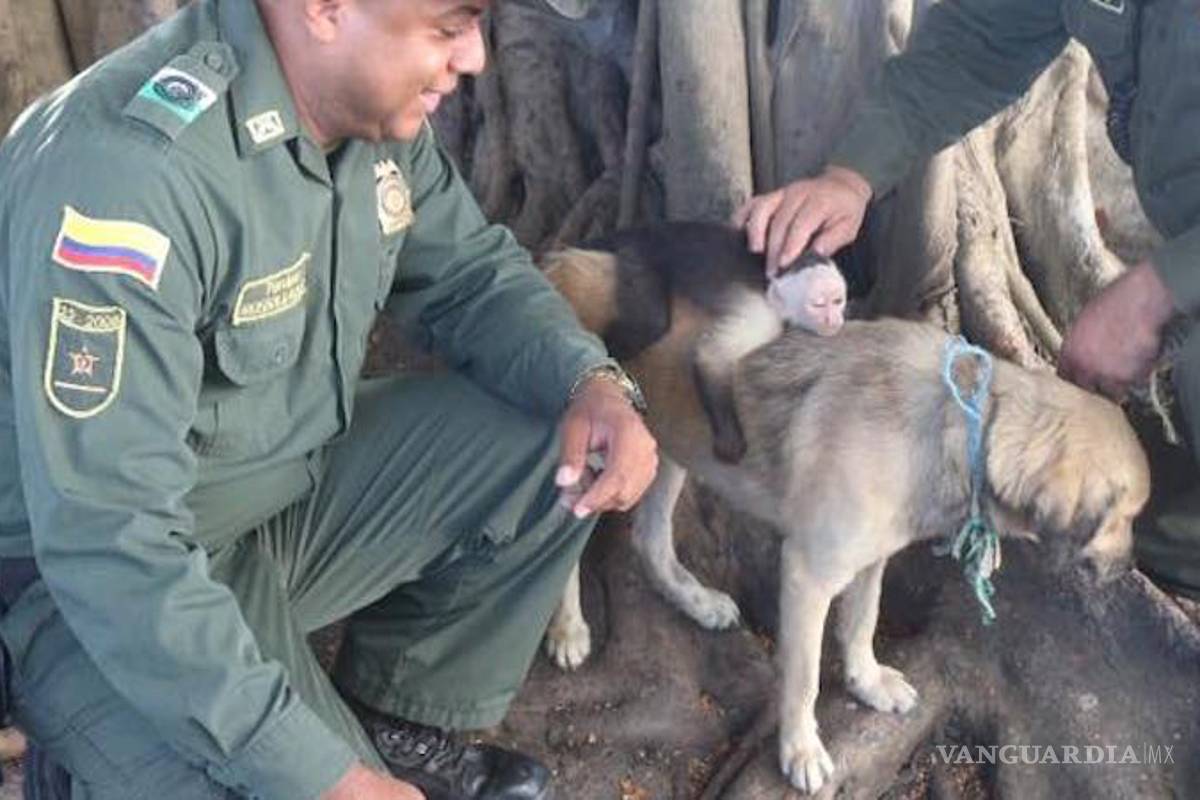 Perrita callejera adopta a mono y se resisten a ser separados (VIDEO)
