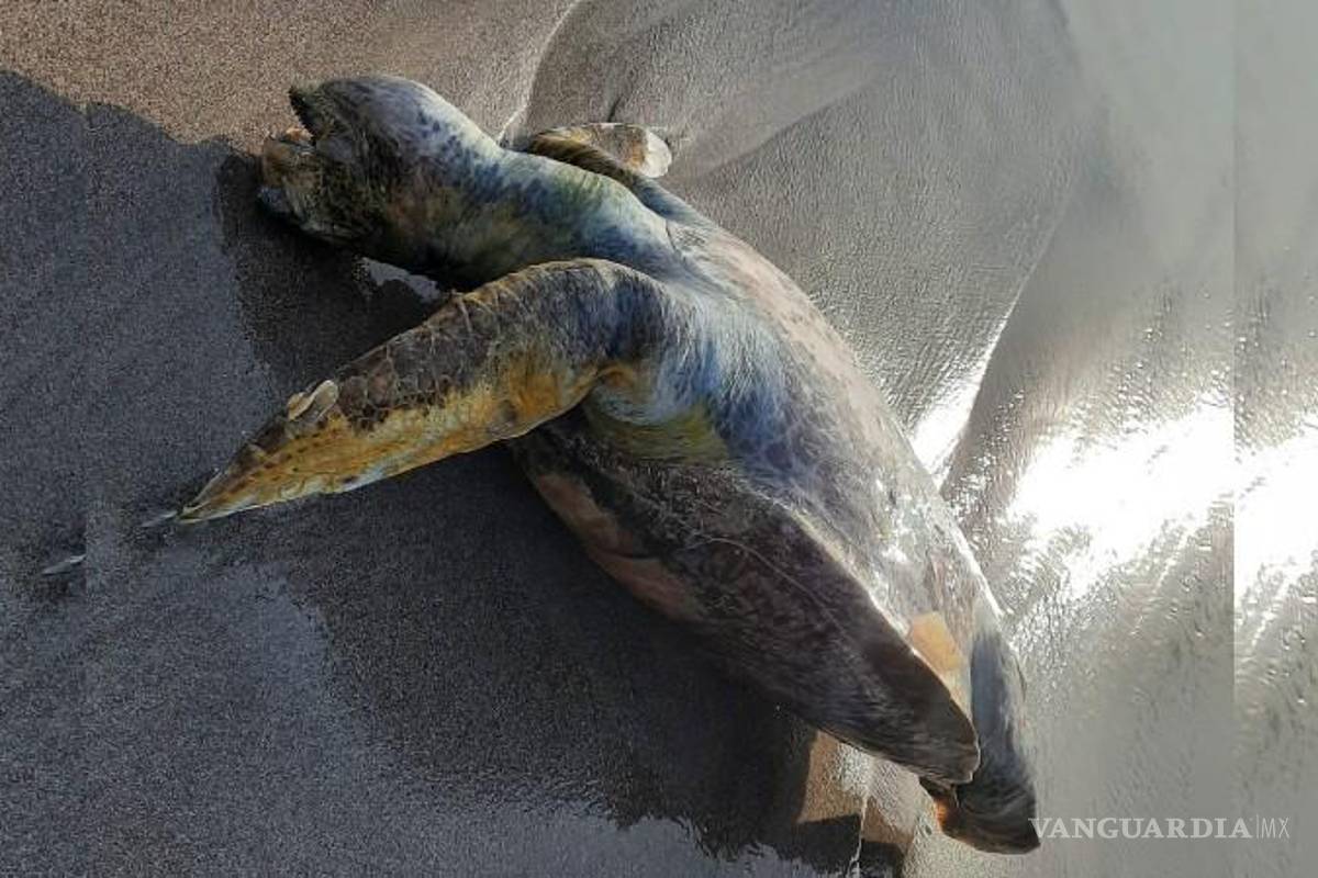 Denuncian ‘masacre’ de tortugas marinas en Nicaragua