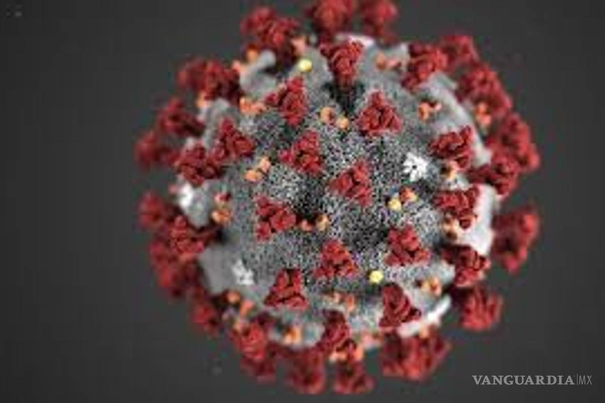 RmYN02... un nuevo coronavirus en murciélagos puede ayudar a descifrar el origen del COVID-19