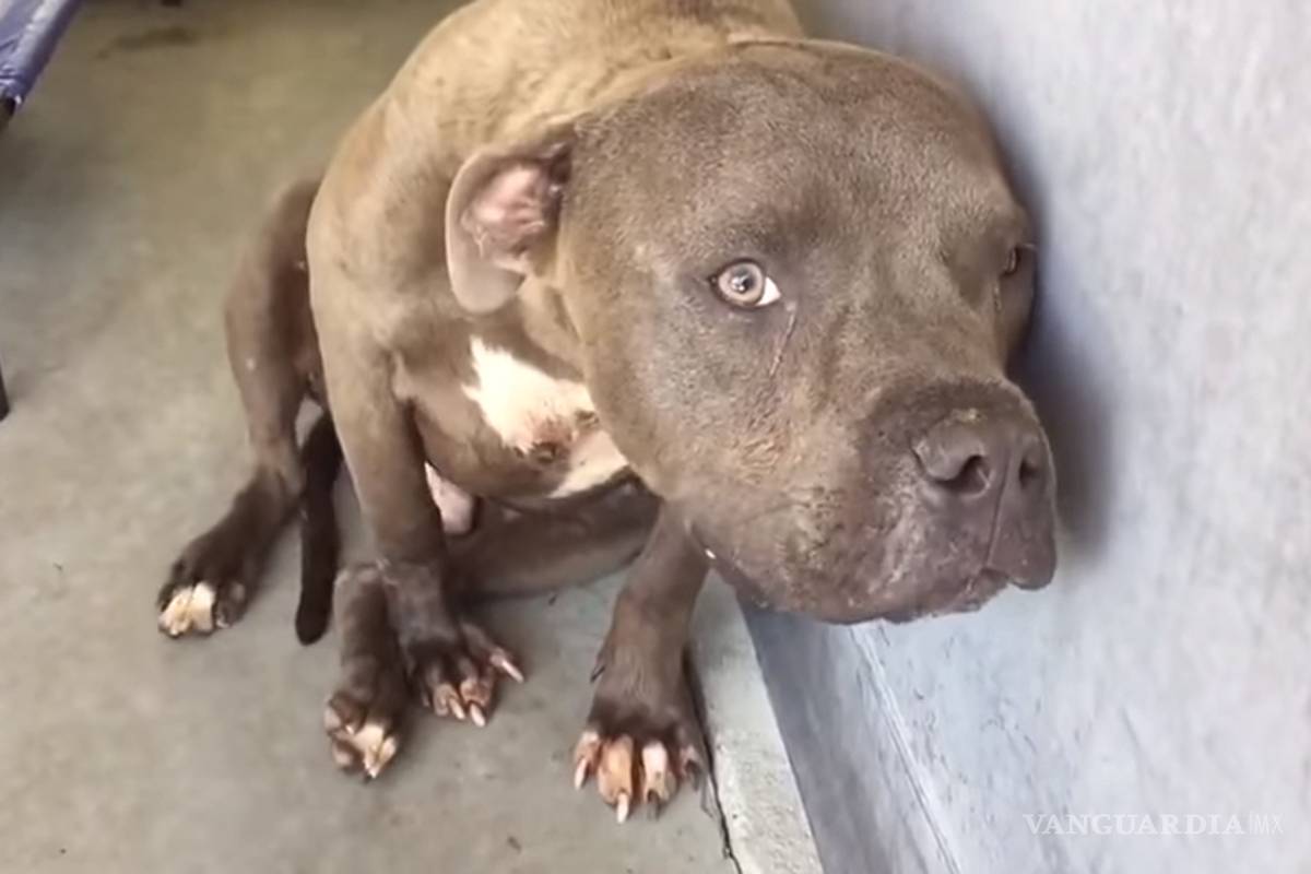 Pitbull mata a su dueño en CDMX, un hombre de la tercera edad