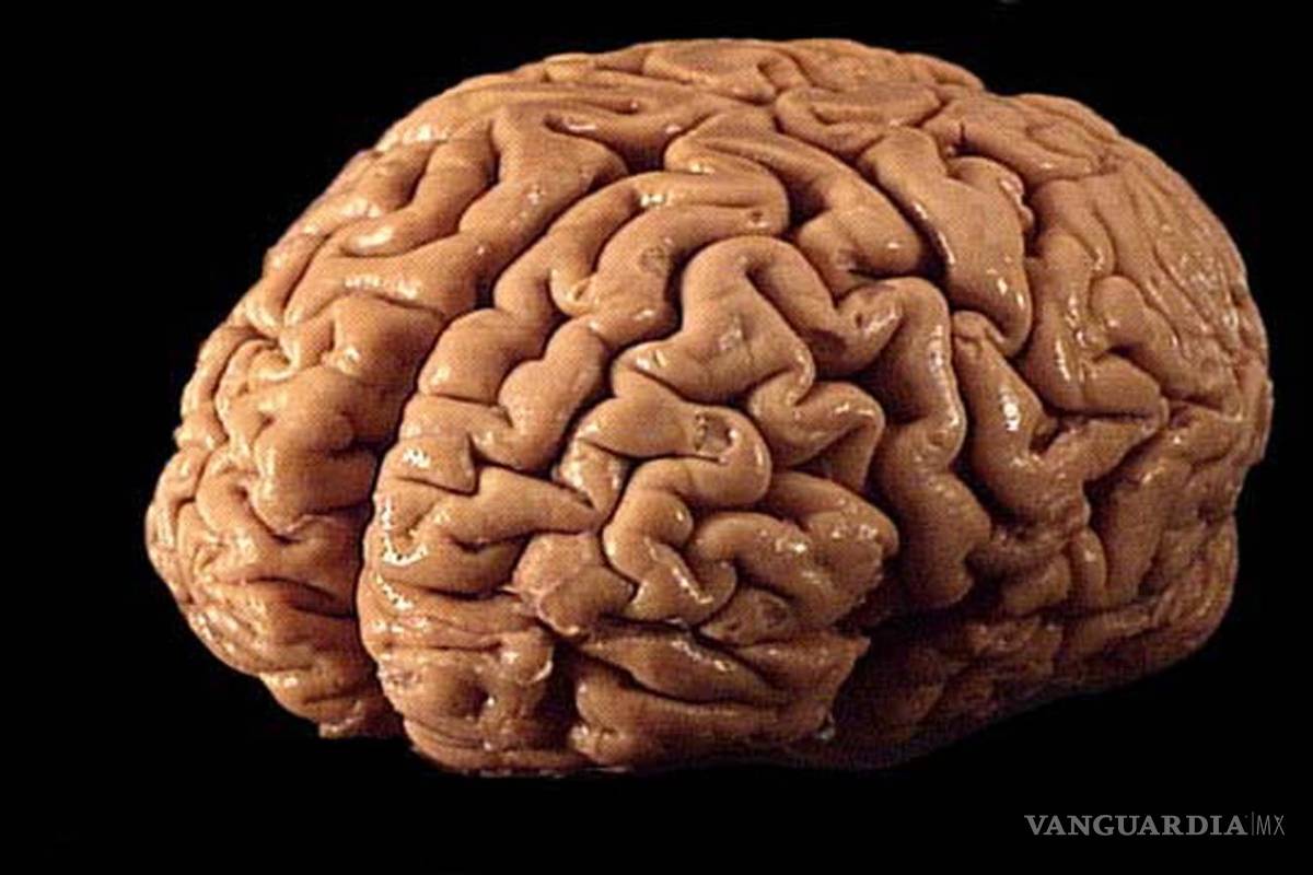 Descubren una nueva forma de transportar eficazmente fármacos al cerebro