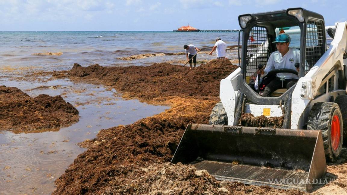 $!La guerra contra sargazo en Quintana Roo, hace falta ayuda federal contra la macroalga