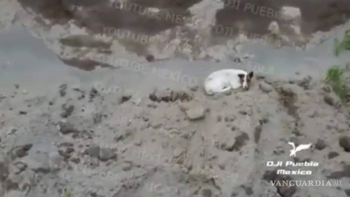 Otro perro habría caído al socavón gigante en Puebla