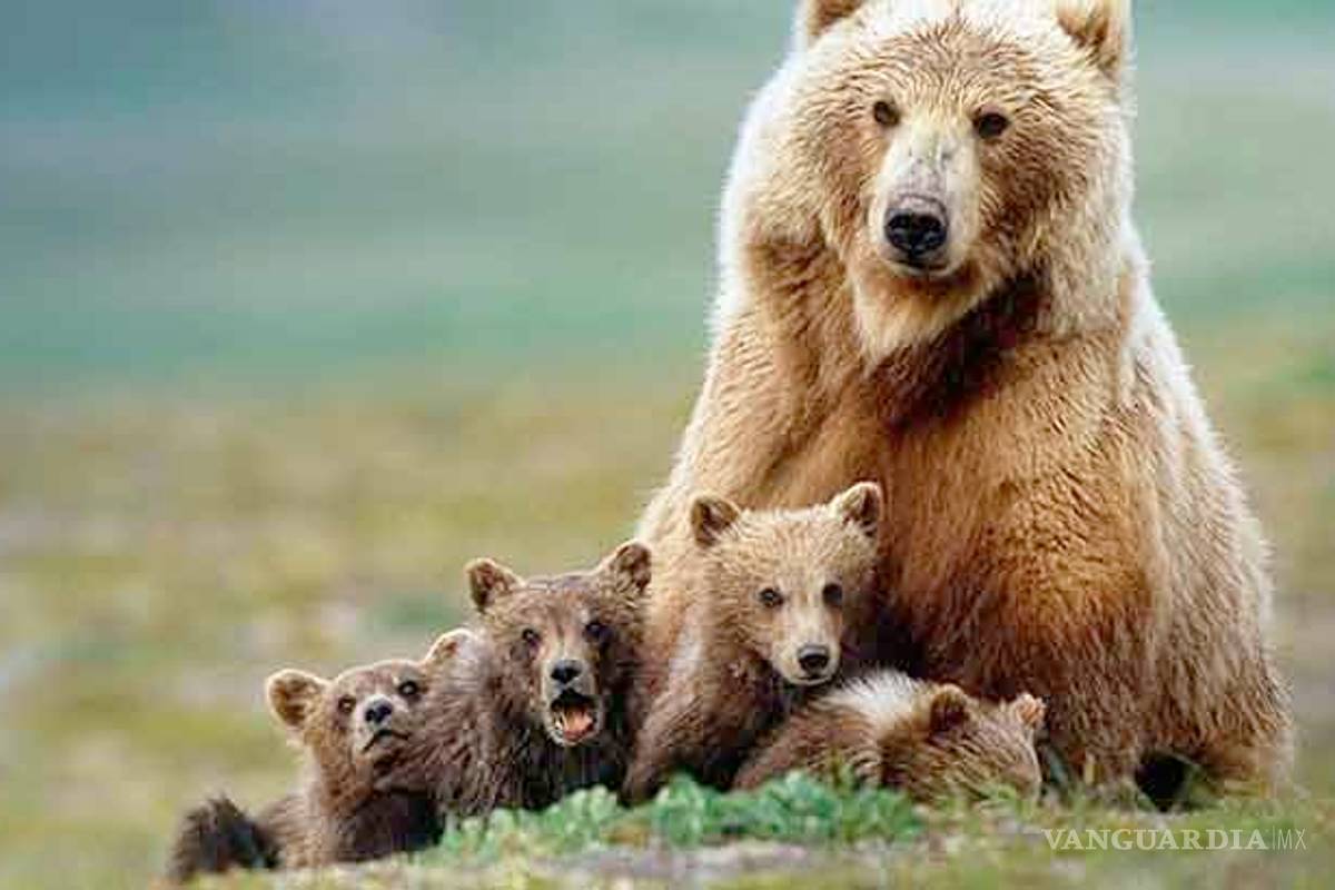 Modifica Trump ley de especies protegidas en EU