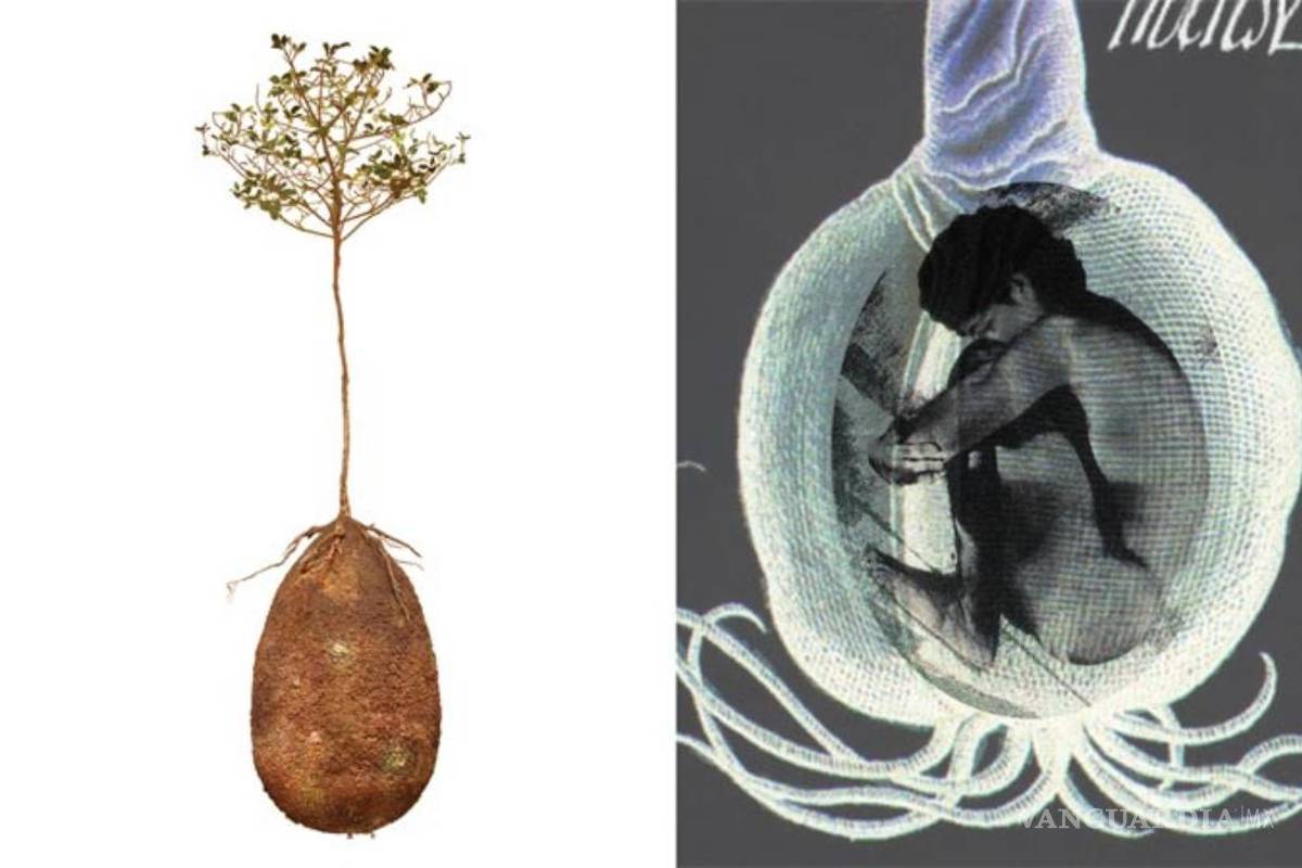 &quot;Cápsula Mundi”, un ataúd que nutre a los árboles