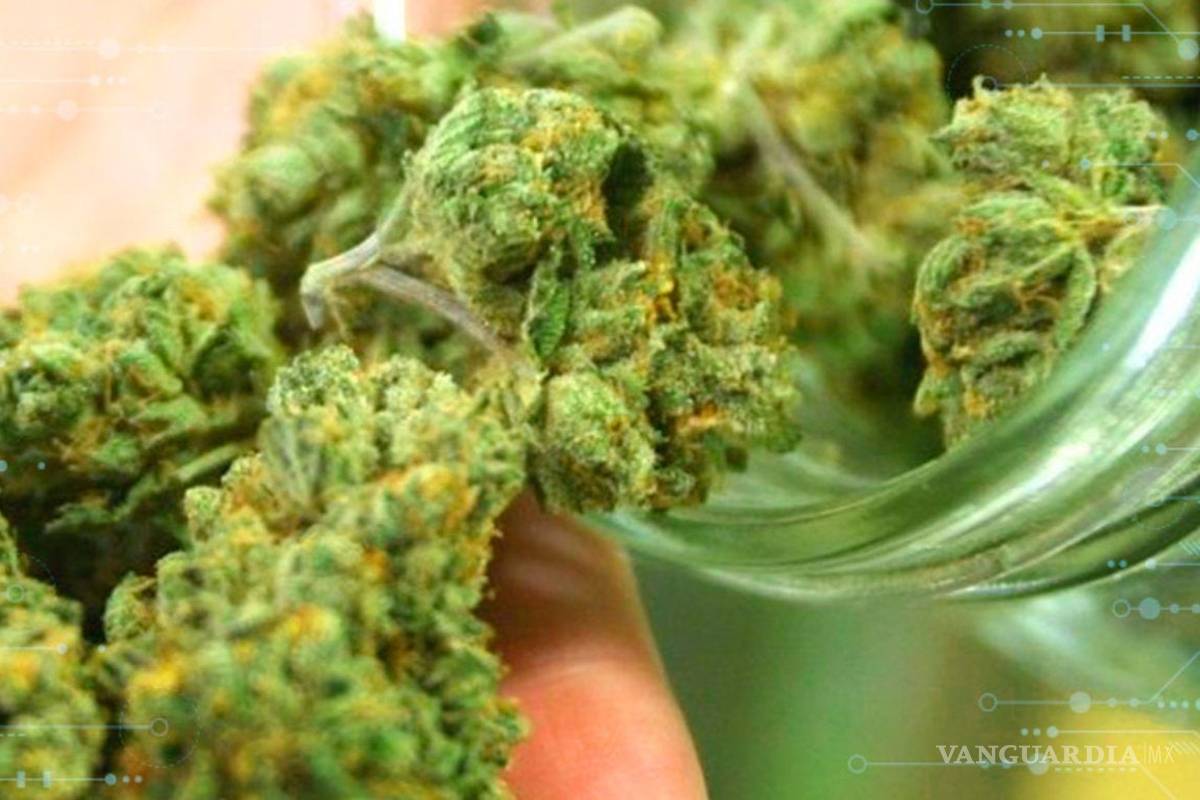 Aprueba Cámara Diputados en lo general el uso lúdico de la mariguana