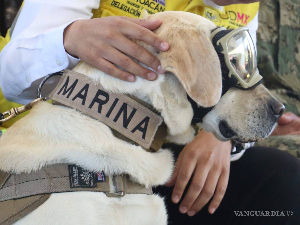$!¿Qué pasará con ‘Frida’, la perrita rescatista? Te decimos cómo será su vida