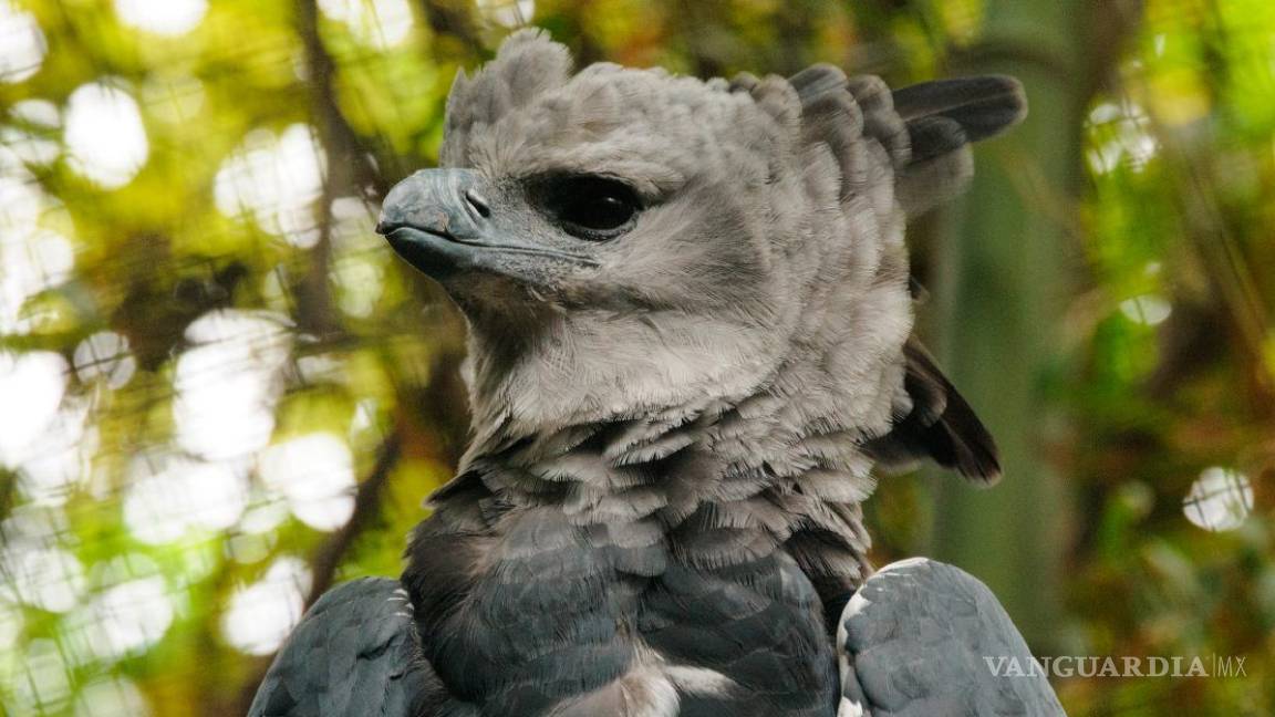Águila harpía, ave nacional de Panamá, en peligro de extinción