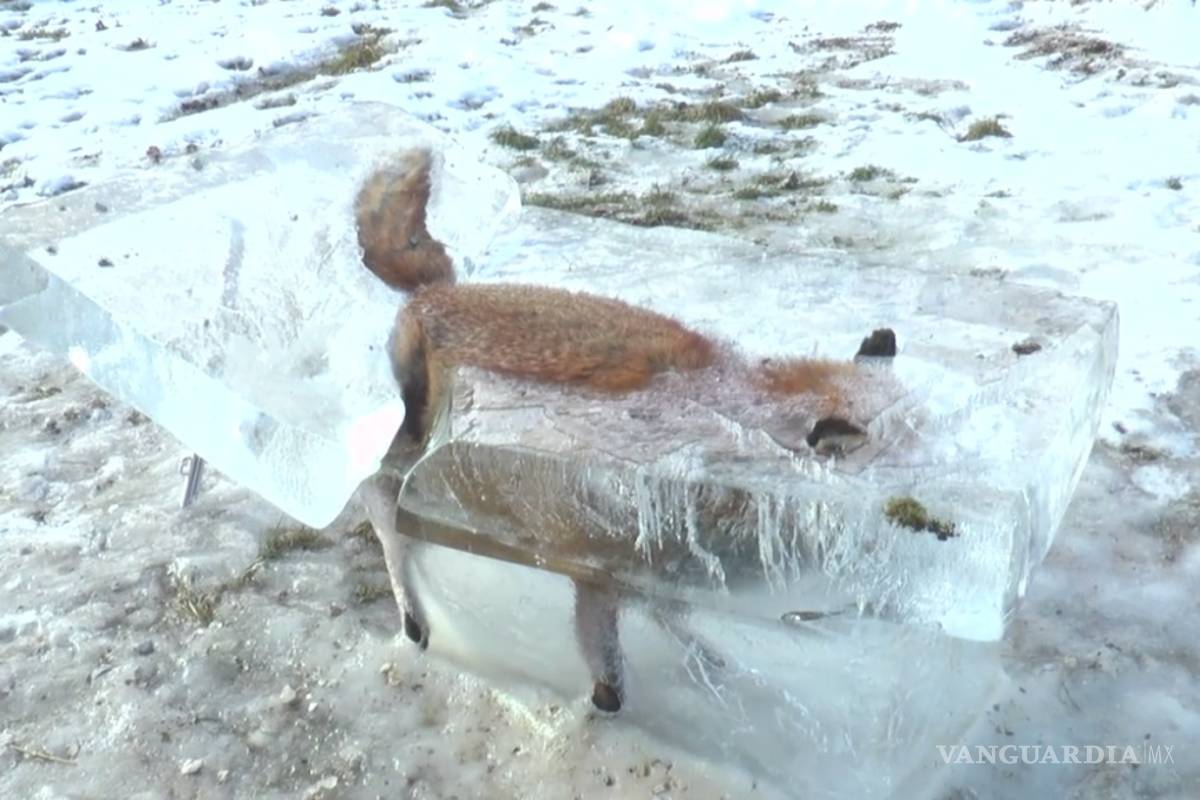 Foto de un zorro congelado, símbolo del fuerte temporal en Alemania