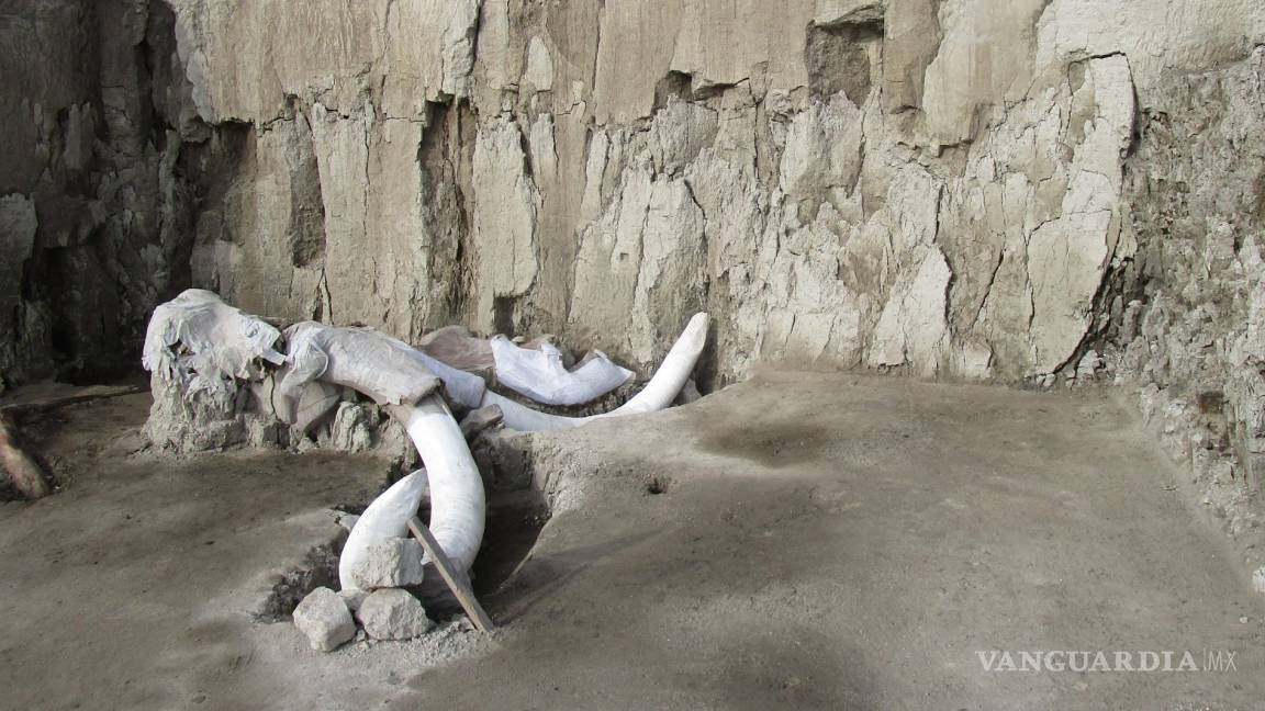 A 10 km de aeropuerto en Santa Lucía dan con el mayor hallazgo de restos de mamuts en México