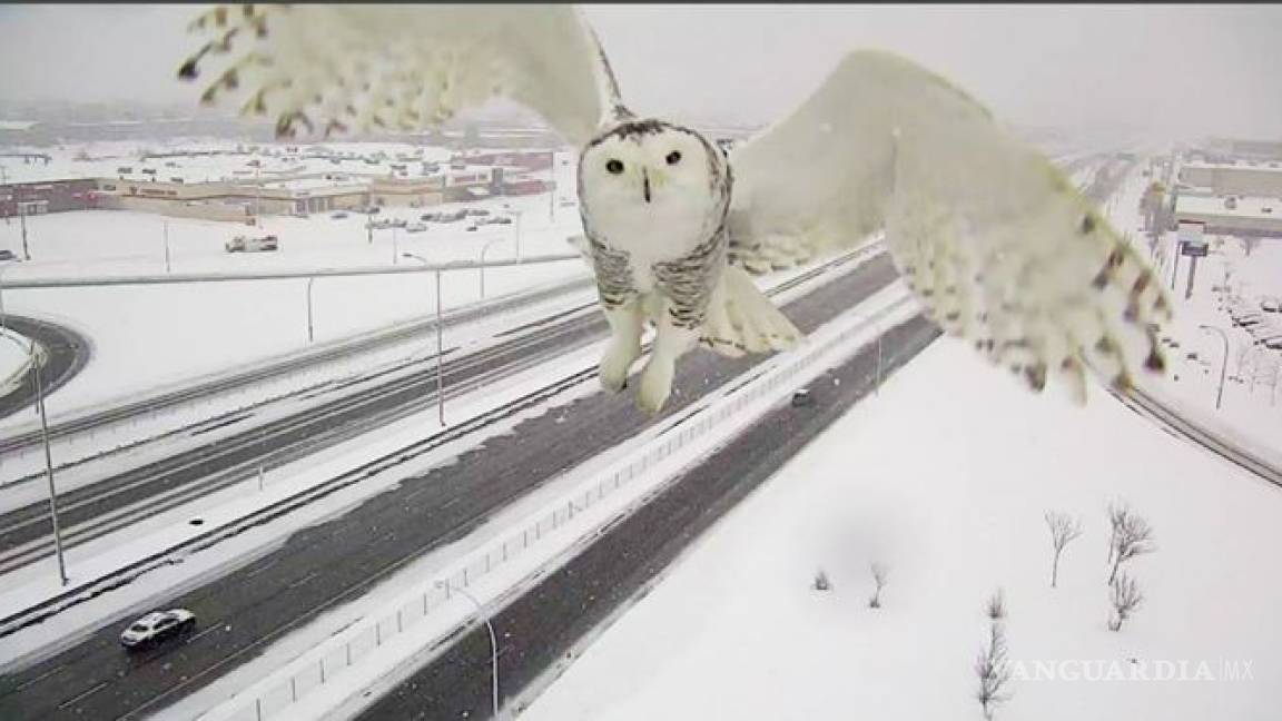 Impresionante búho nival captado por una cámara de vigilancia carretera en Canadá