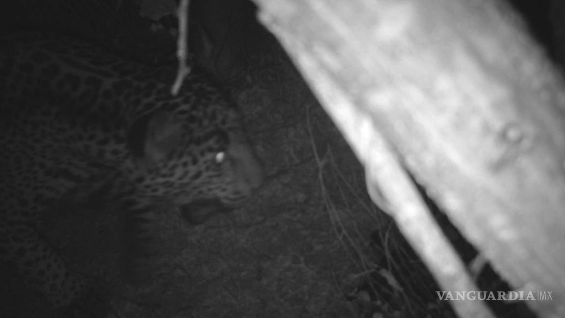 $!“El Jefe”, es uno de los jaguares más antiguos registrados a lo largo de la frontera y uno de los pocos que se sabe que cruzó la frontera.