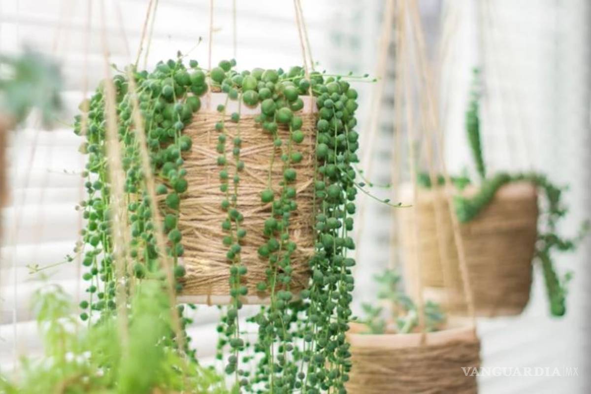 $!Entre cactus y suculentas, las plantas ideales para dar vida a tu hogar