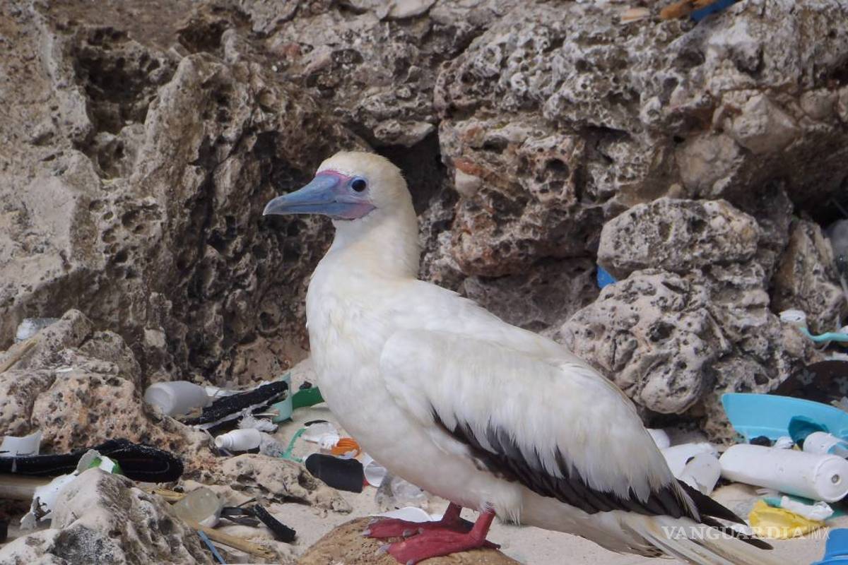 Entra el planeta tierra a la "Edad del plástico"