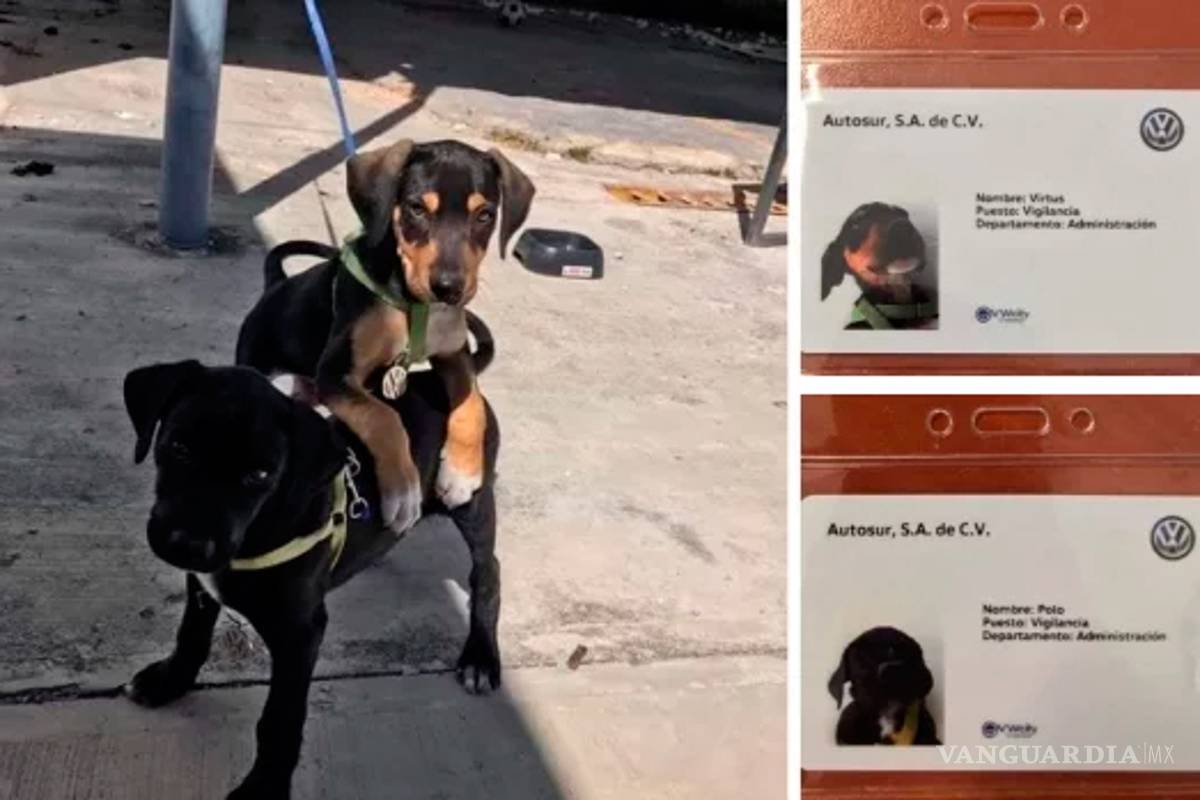 Agencia Volkswagen adopta perros callejeros, además los registra como empleados