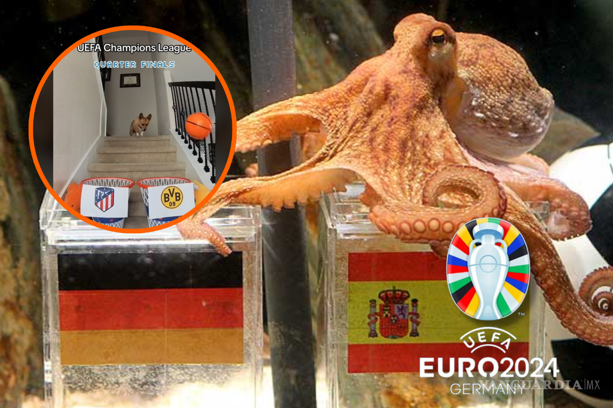 ¿Nuevo ‘Pulpo Paul’? Conoce a Steph, el perro que predice los resultados de la Eurocopa: ¿Quién ganará el torneo?