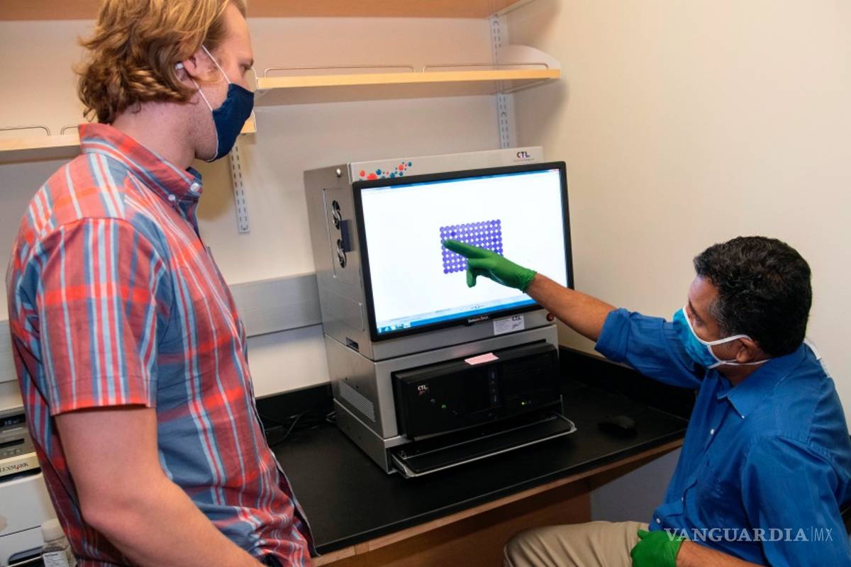 Flavivirus, virus causante del dengue y el zika, golpean más fuerte la segunda vez