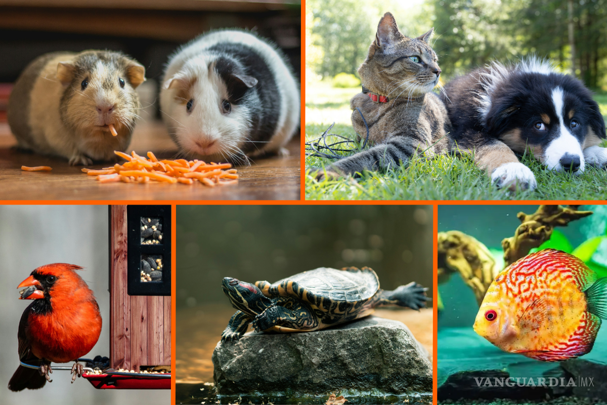 ¿Cómo proteger a mi mascota del calor? Sigue estos sencillos consejos