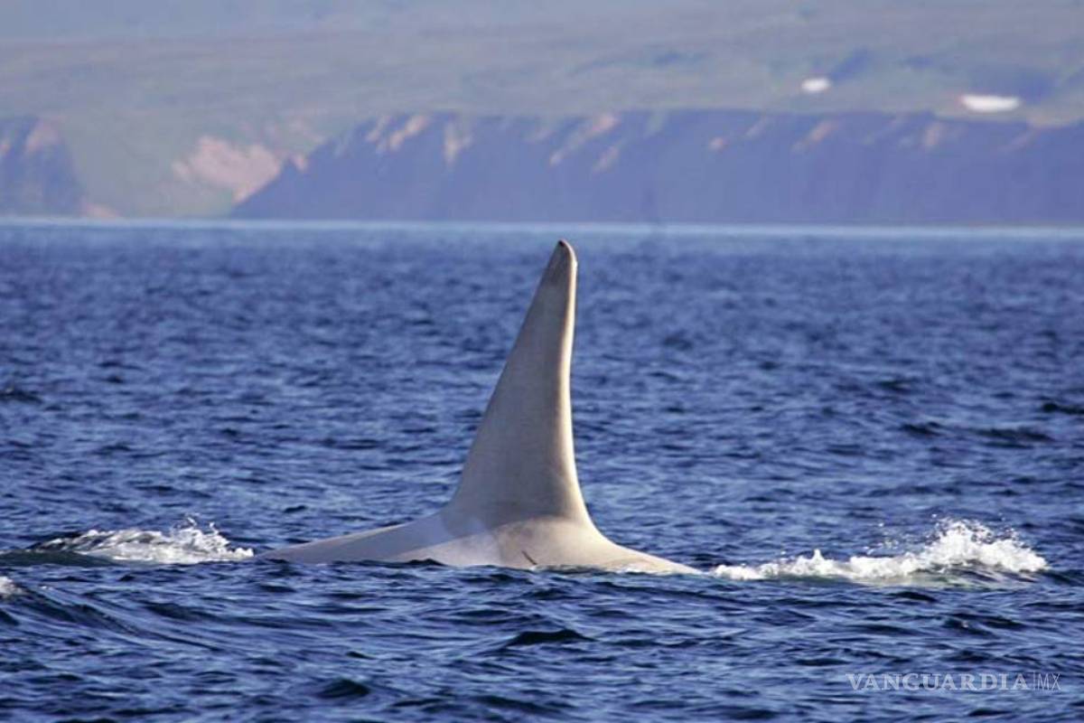 Avistan a seis poco comunes orcas blancas en el Pacífico Norte