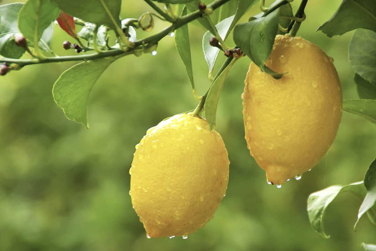 Limón Eureka: la joya amarilla que transforma cualquier receta