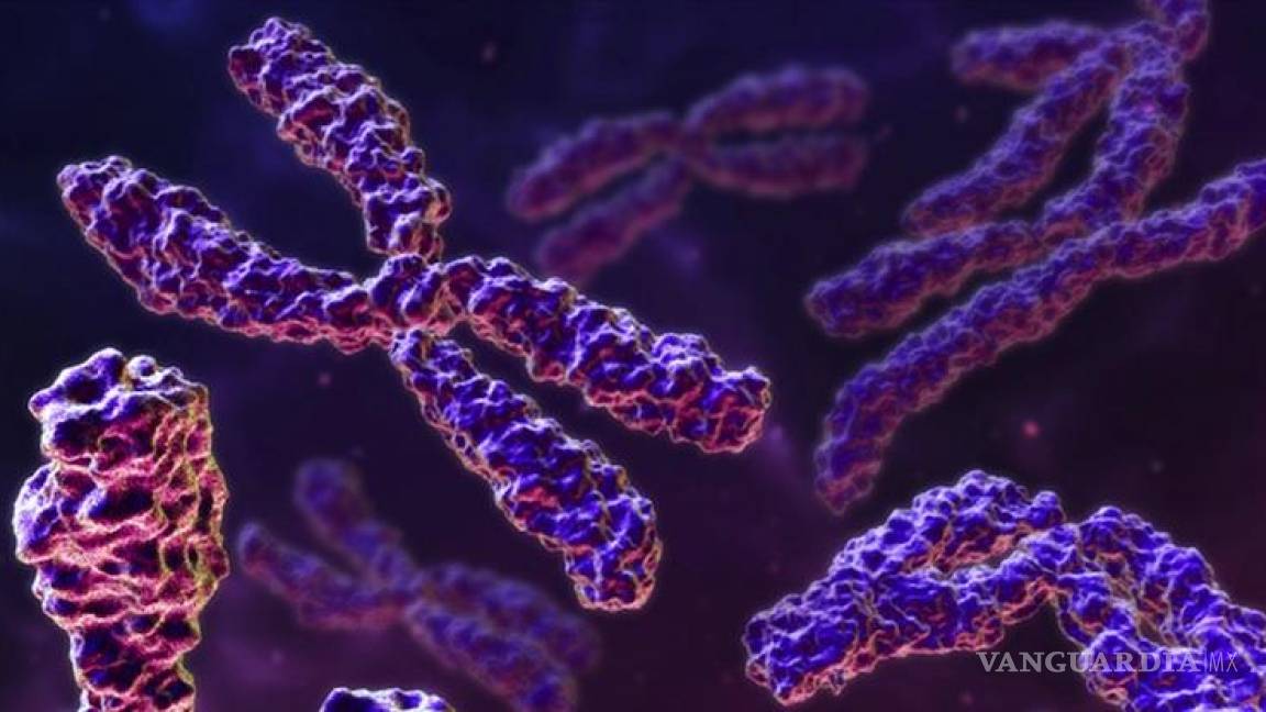 Reproducción asistida es posible sin el cromosoma Y del hombre, según estudio