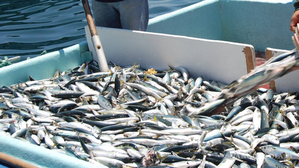 Confiscan 3 botes mexicanos con 1.500 kilos de pesca ilegal en aguas de EU