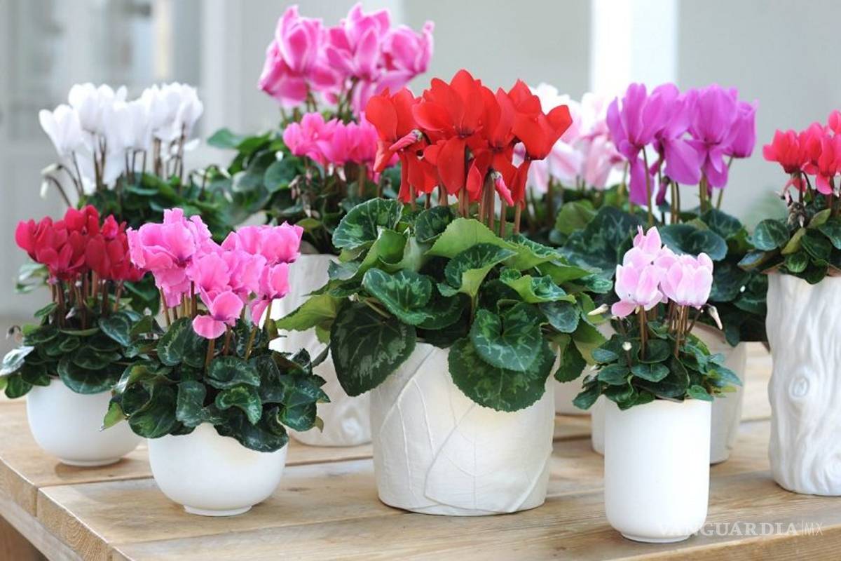 Así como los humanos y los animales, las plantas reaccionan a la anestesia