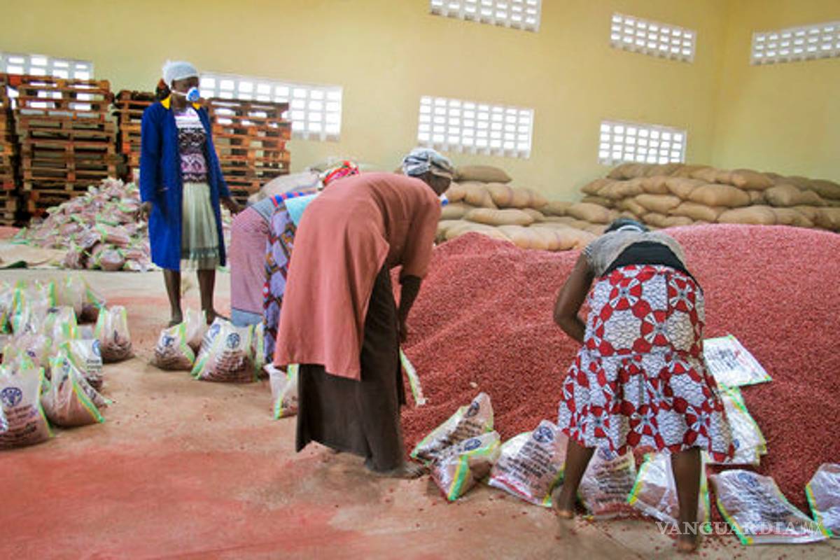 $!Súper frijoles, esperanza para zonas de África con hambruna