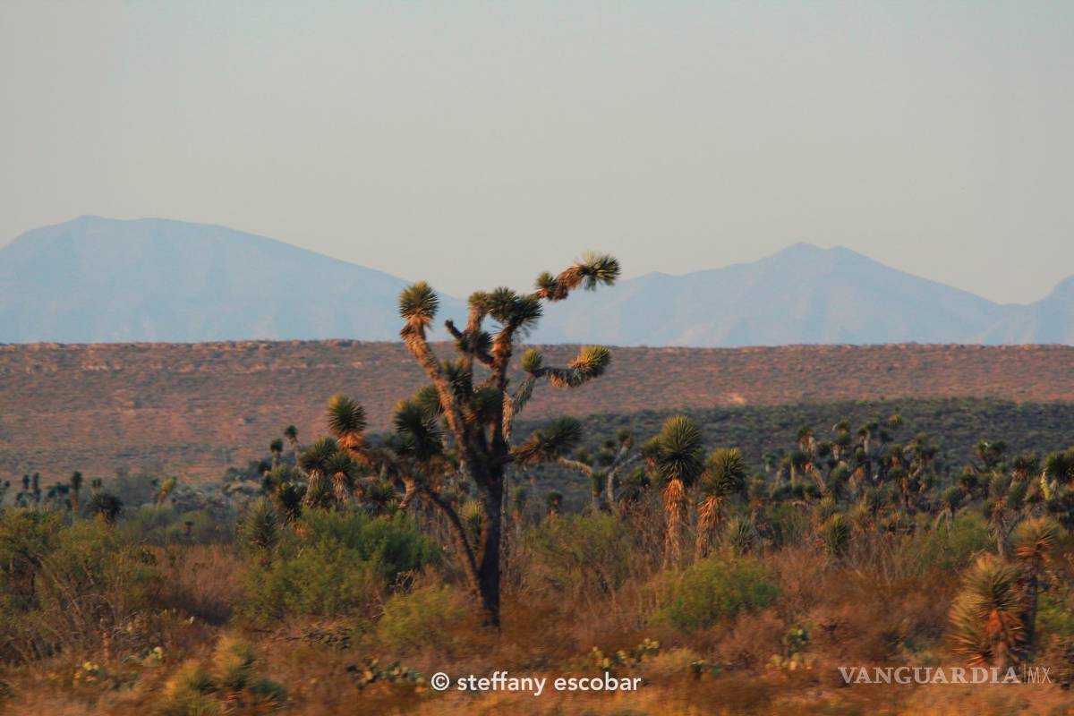 Desierto de Coahuila: opción para visitar en vacaciones de Semana Santa