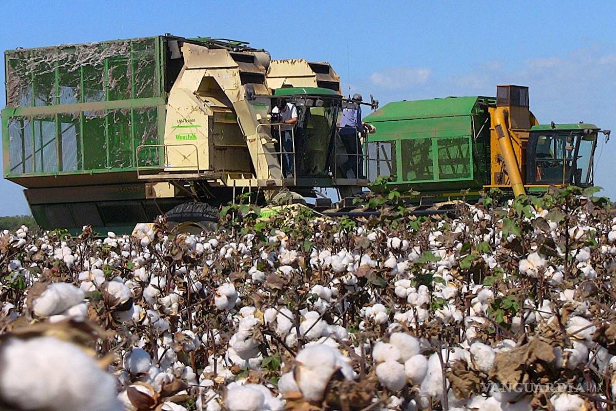 Caerá a la mitad la producción mexicana de algodón; Coahuila reajusta sus programas de siembra