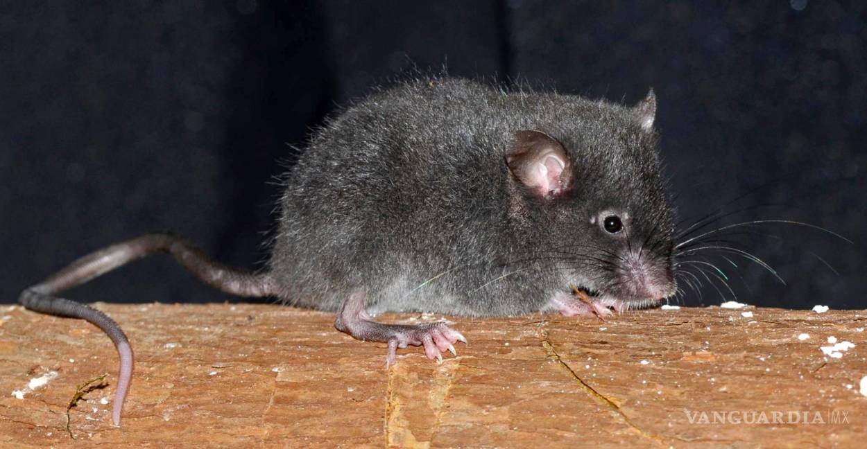 $!Un ratón de la especie Chilomys georgeledecii, nombrado en honor al conservacionista italiano George Ledeci, por su apoyo en a los bosques andinos.
