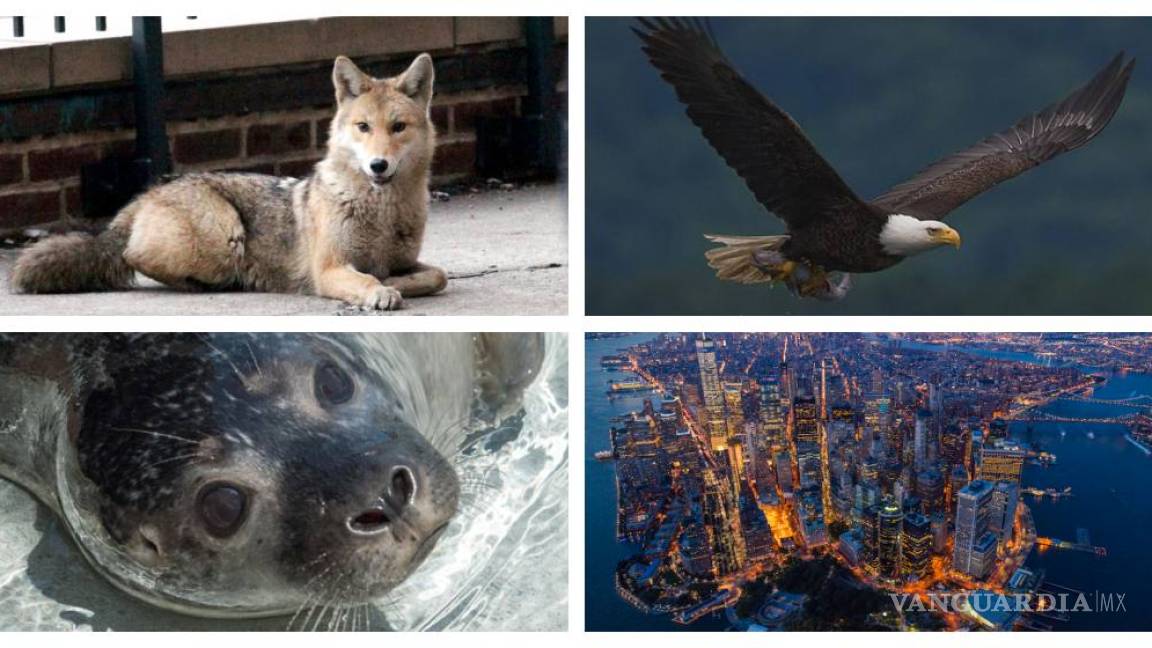 Coyotes, focas y águilas son los animales salvajes que conquistan Nueva York
