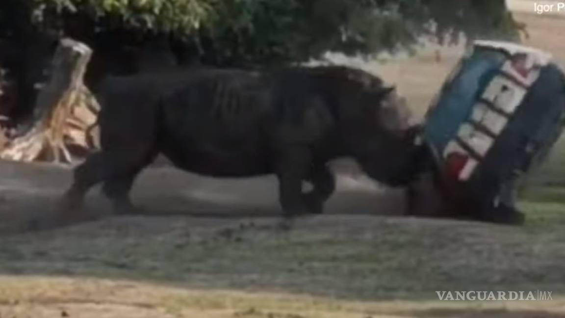 Ataca rinoceronte auto de mujer en un parque en Alemania