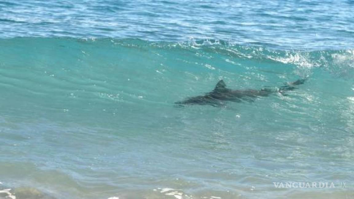 Tiburón ataca a turista en Brasil; le arranca el antebrazo