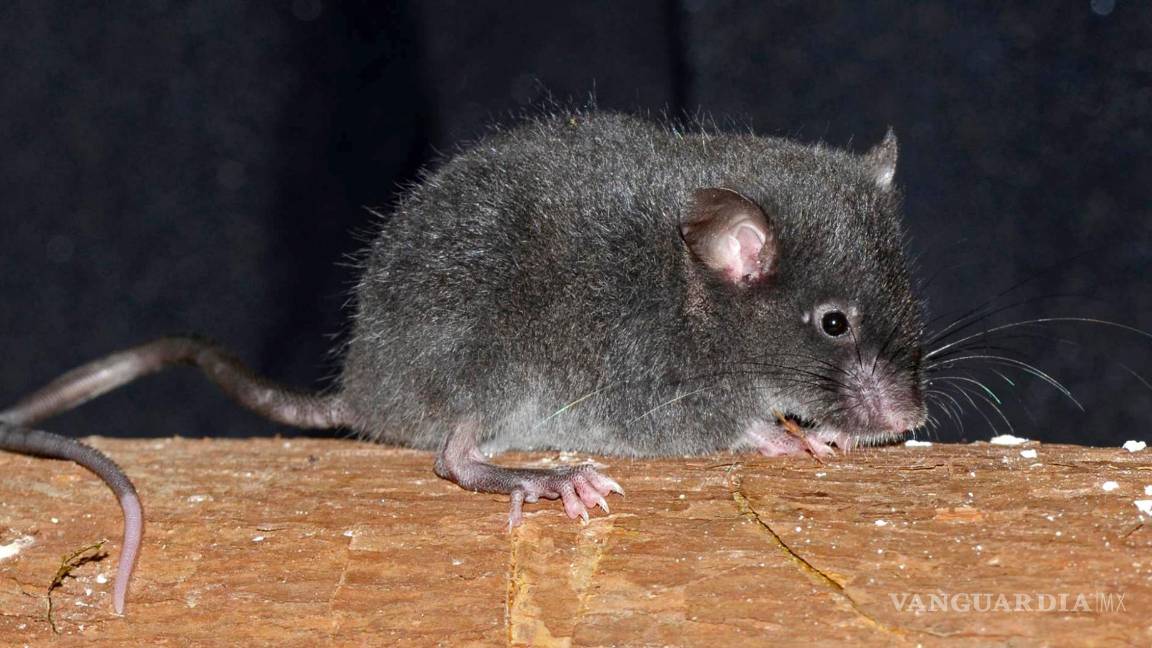 $!Un ratón de la especie Chilomys georgeledecii, nombrado en honor al conservacionista italiano George Ledeci, por su apoyo en a los bosques andinos.