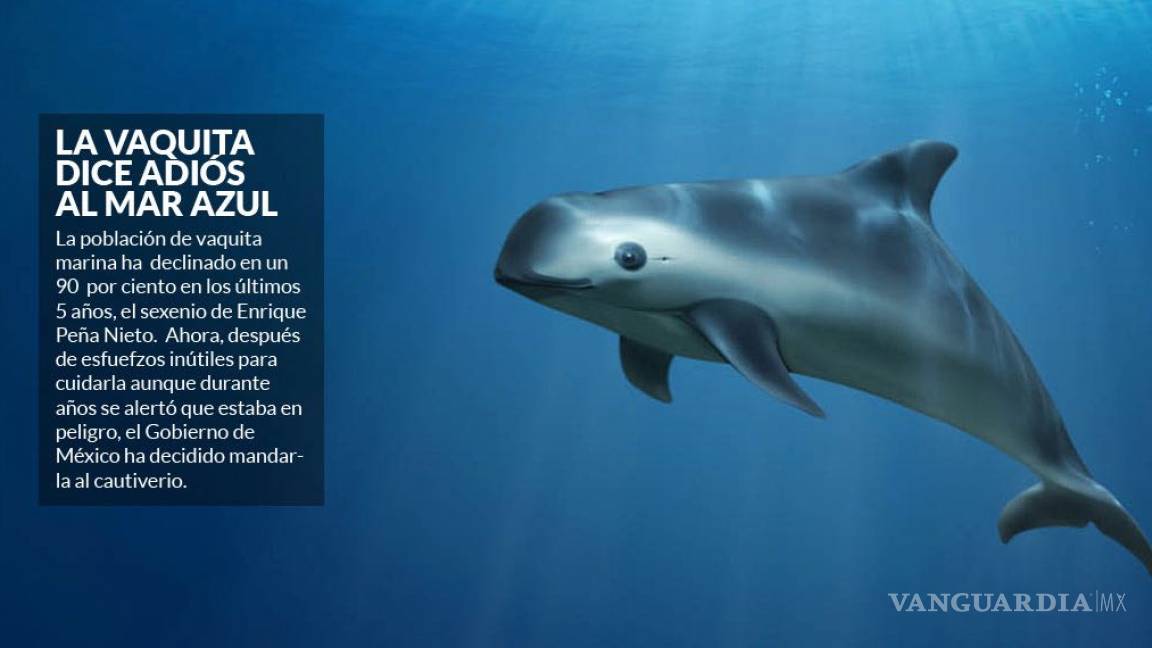 Las vaquitas marinas que quedan (90% murió en este sexenio) vivirán en cautiverio: Semarnat
